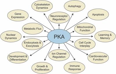 Breadth and Specificity in Pleiotropic Protein Kinase A Activity and Environmental Responses